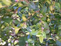 Buis, Buxus sempervirens (fam Buxacees) (Europe, Afr. du nord) (Photo F. Mrugala) (2)